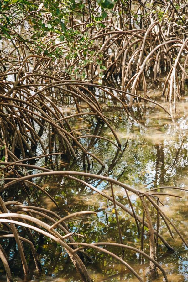 Pousada Reserva Tatuamunha Порту-ди-Педрас Экстерьер фото